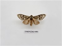 藏品(夙舟蛾屬)的圖片